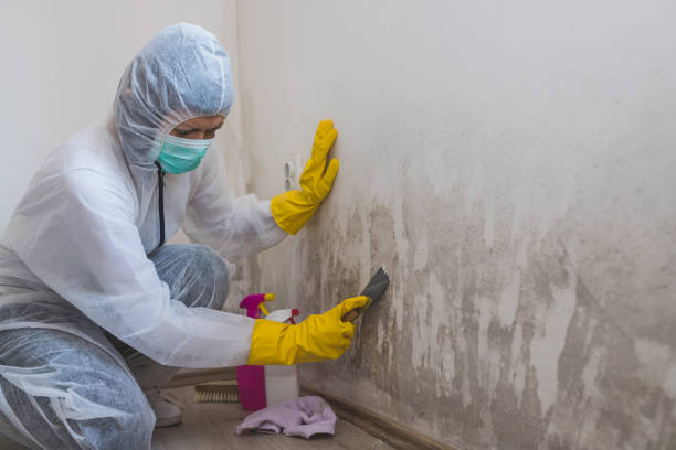 Best Asbestos and Lead Testing During Mold Inspection  in Mauriceville, TX