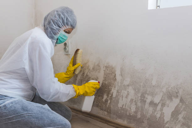 Best Forensic Mold Investigation  in Mauriceville, TX