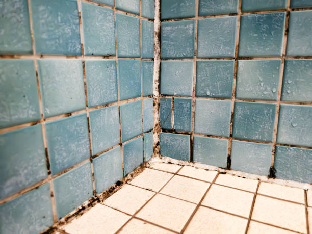 Biohazard Mold Removal in Mauriceville, TX