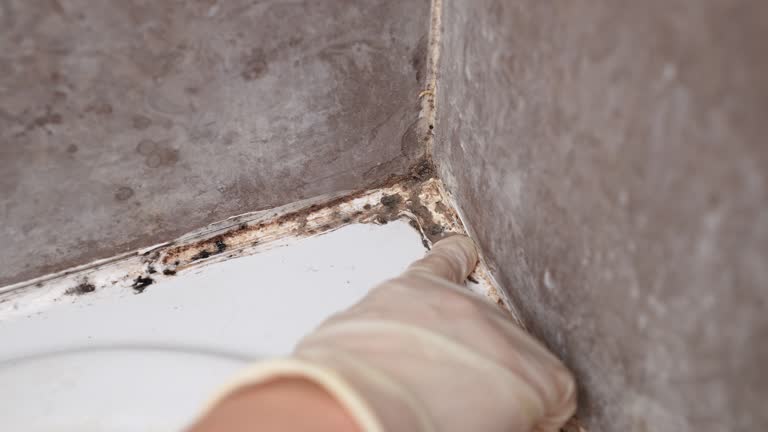Best Indoor Air Quality Assessment  in Mauriceville, TX